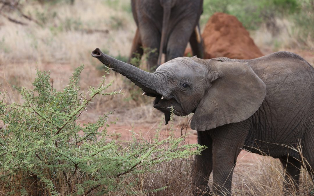 Elephants are sentient and conservation strategy should adapt, says researcher