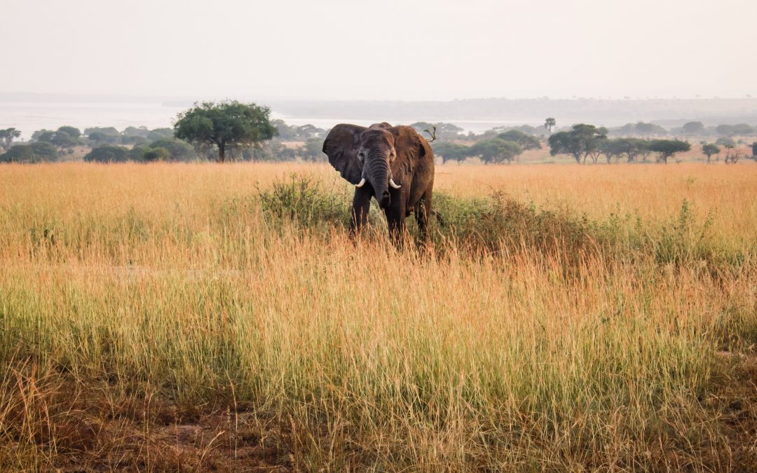 Niassa Reserve celebrates one year without a single elephant poached – Mozambique