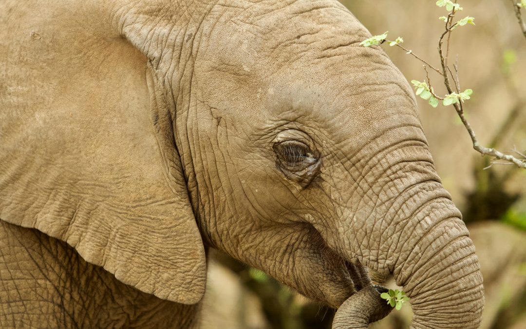 SADC braces for tough CITES meeting . . . as COP 18 might be moved from Sri Lanka