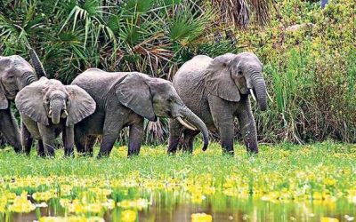 African elephants putatively self-medicate with medicinal plants in the Mount Elgon region, Kenya