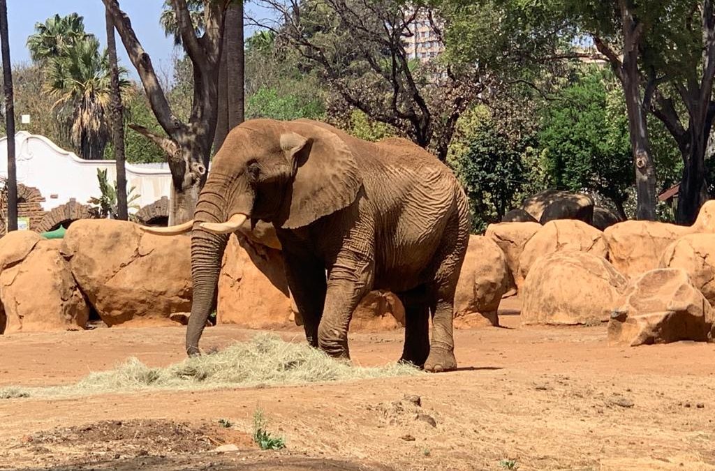 South Africa: No shade, no company, no exercise – that’s no life for sad elephant Charlie
