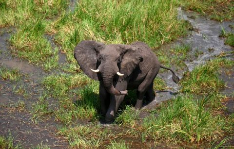 Two poachers killed in shootout with ZimParks Rangers | Journal of ...