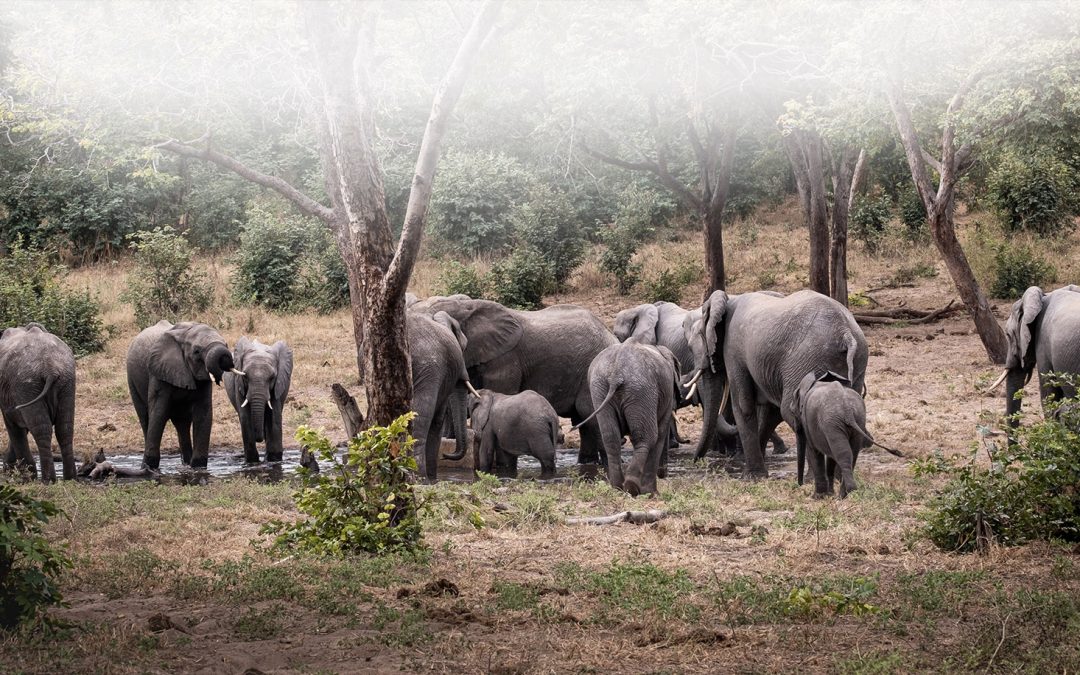 Large animals are living carbon stores. Does that make saving them a climate solution?