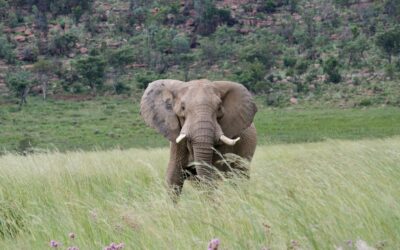 Two collared research elephants hunted in Botswana on consecutive days