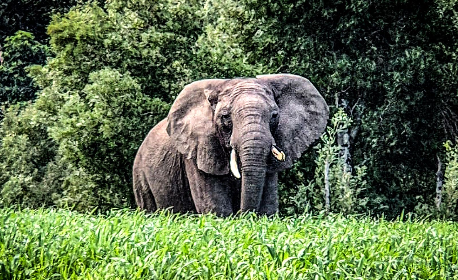 KnysnaslastelephantSANParks_129521