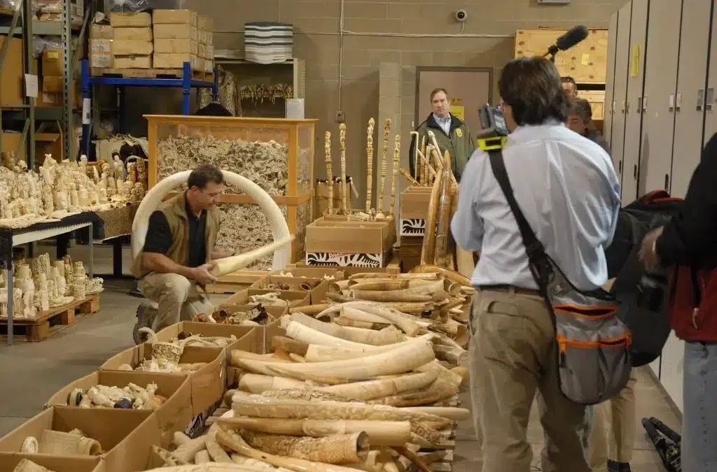 Vanishing Wild: The Battle Against Illegal Wildlife Trade