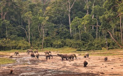 World Elephant Day: How these giants are adapting to a changing world