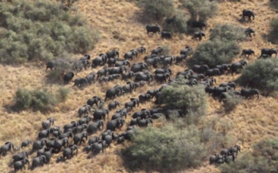 Poaching frustrates South Sudan’s wildlife conservation efforts