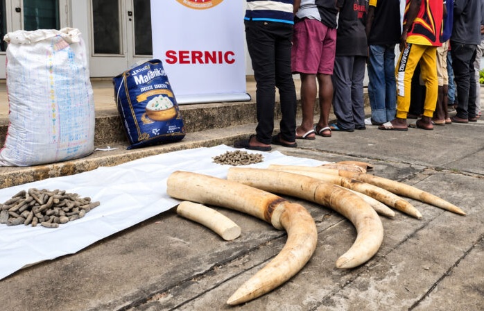 Mozambique: Twelve detained over attempt to sell elephant tusks 